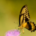 2Swallowtail - ID: 15740035 © Sherry Karr Adkins