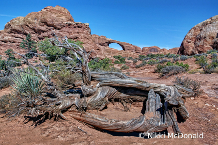 Old Mesquite at Landscape Arch