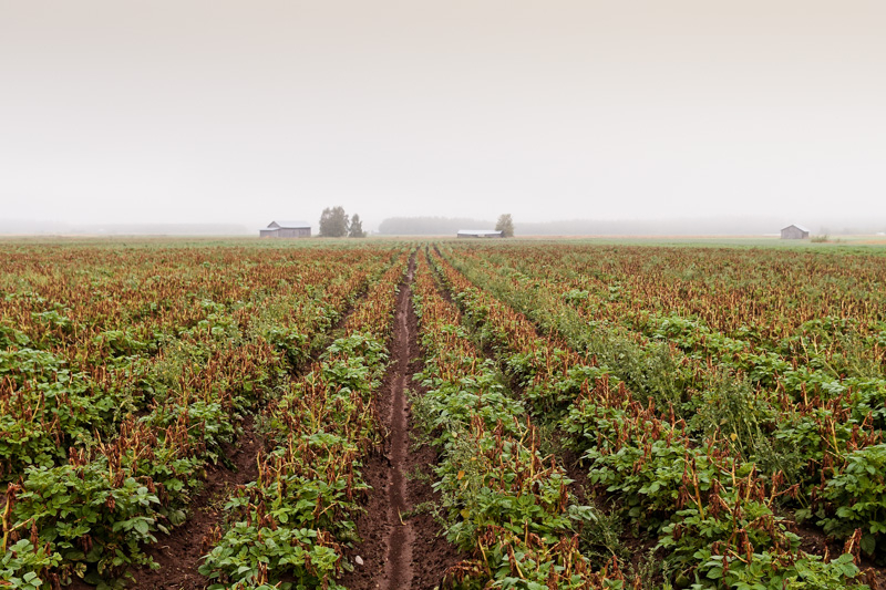 Mist And The Potato Fields