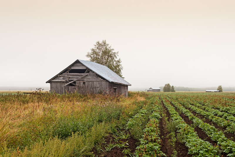 Old Barn Houses On A Misty Morning