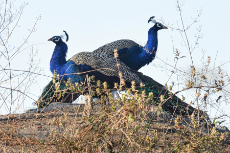 Regal Pair