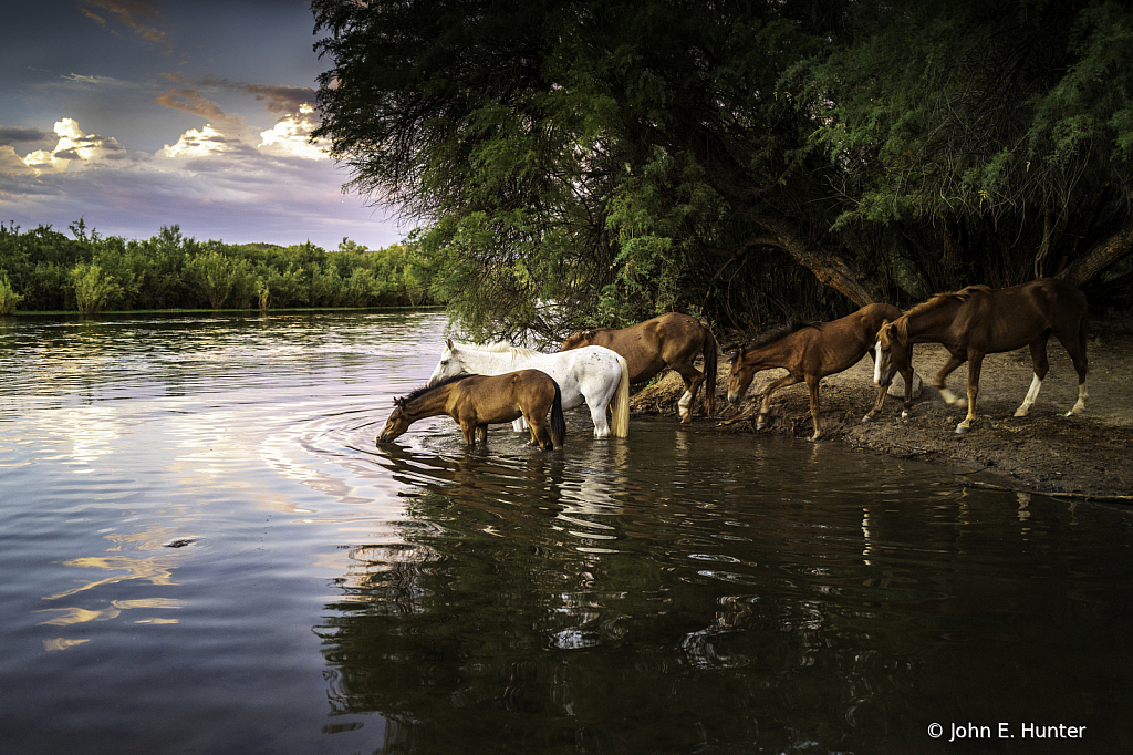 Evening Drink - ID: 15740102 © John E. Hunter