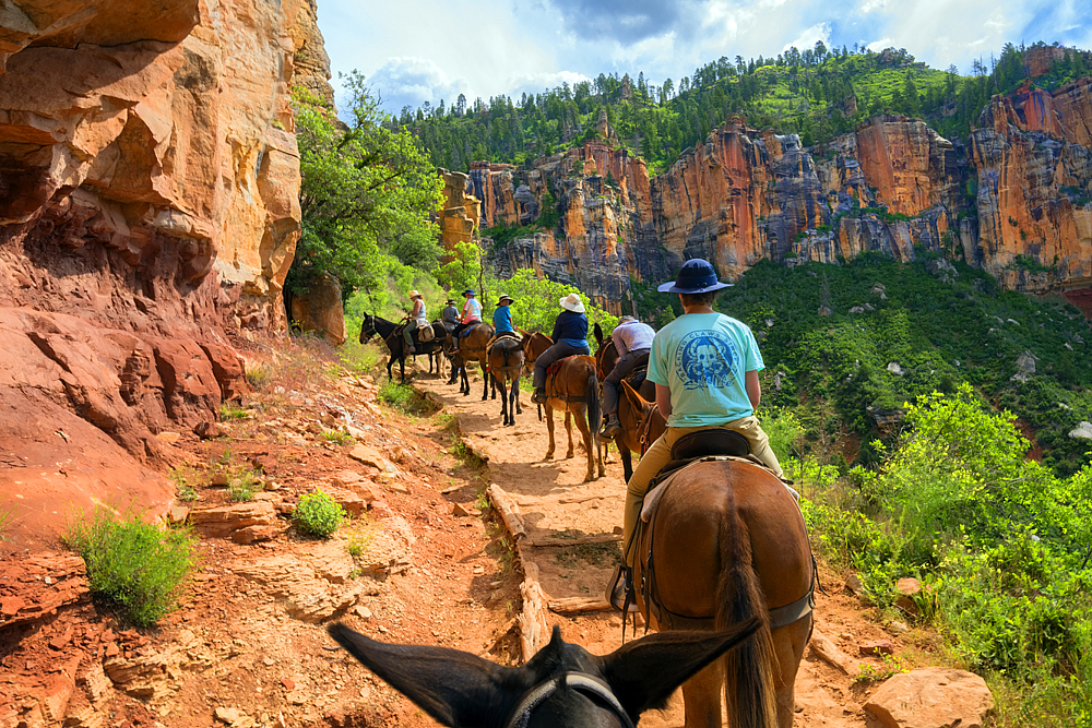 Mule Train