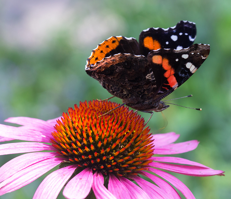 Red Admiral