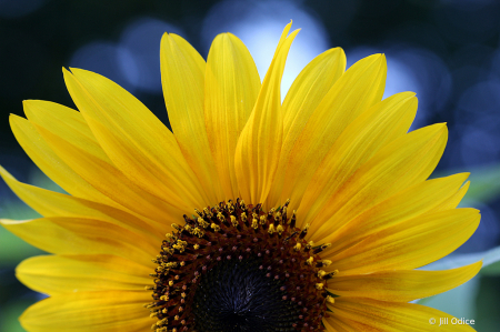 Sunflower Sunrise