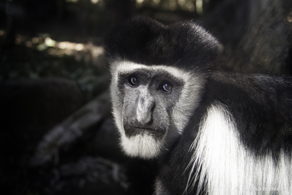 Animals - Colobus Monkey