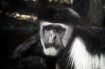 Animals - Colobus...