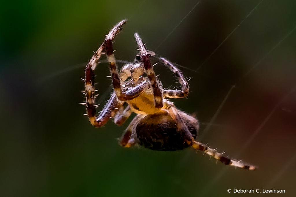 Hairy Brown Orchard Spider