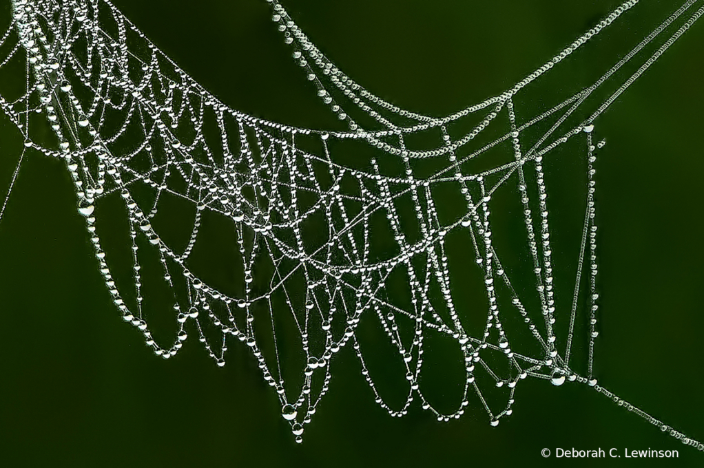 Web with Dew Drops