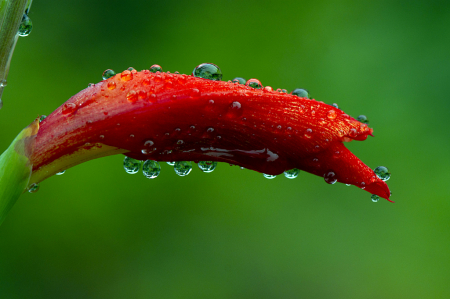 Rain drops on Gladiolus Flower