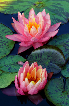 Two Pink Waterlillies