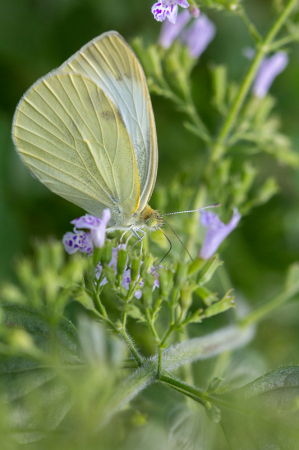 Cabbage White Butterfly on Catmint