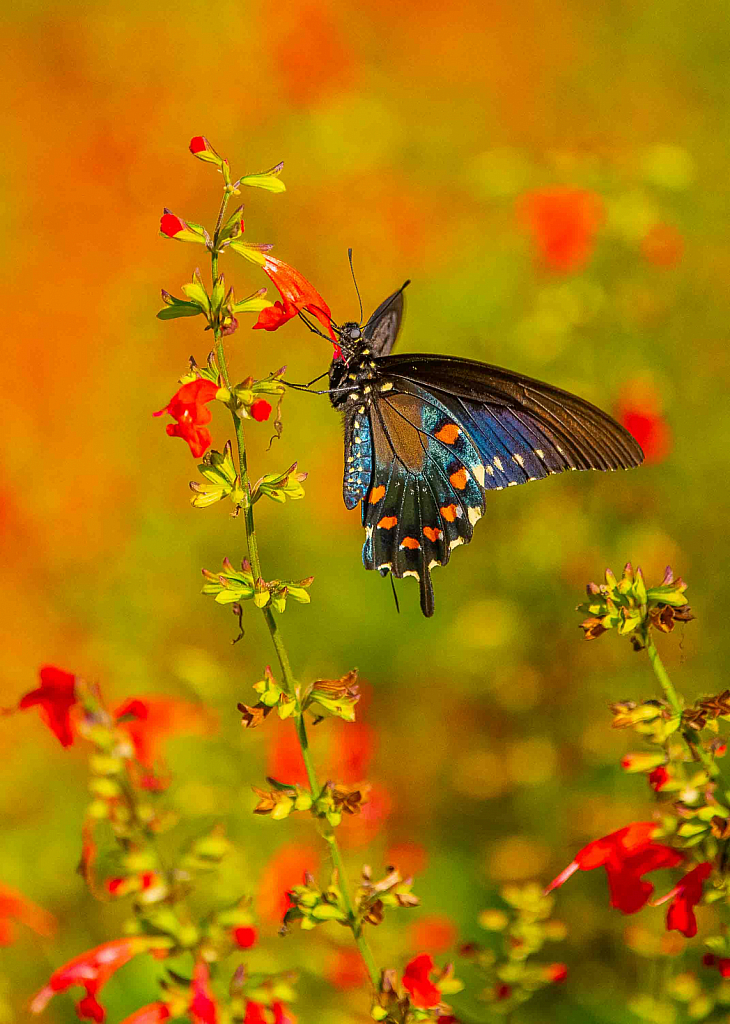 Hungry Butterfly - ID: 15741150 © Carol Gregoire