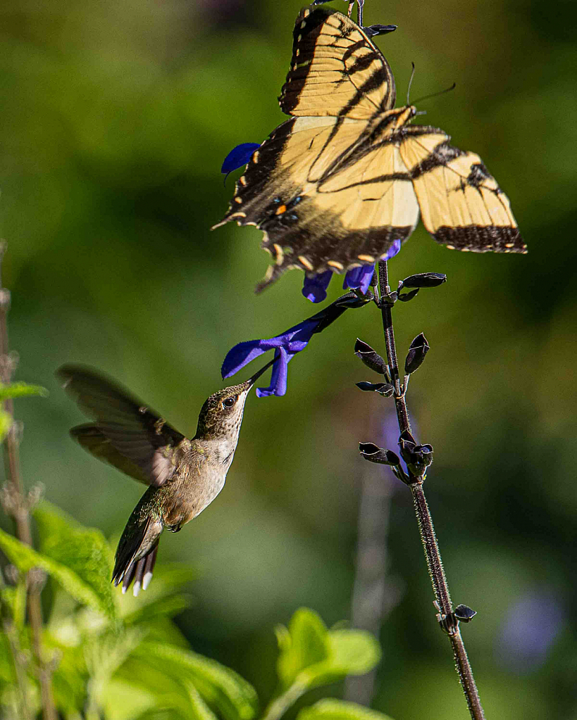 Share the Flower - ID: 15741151 © Carol Gregoire