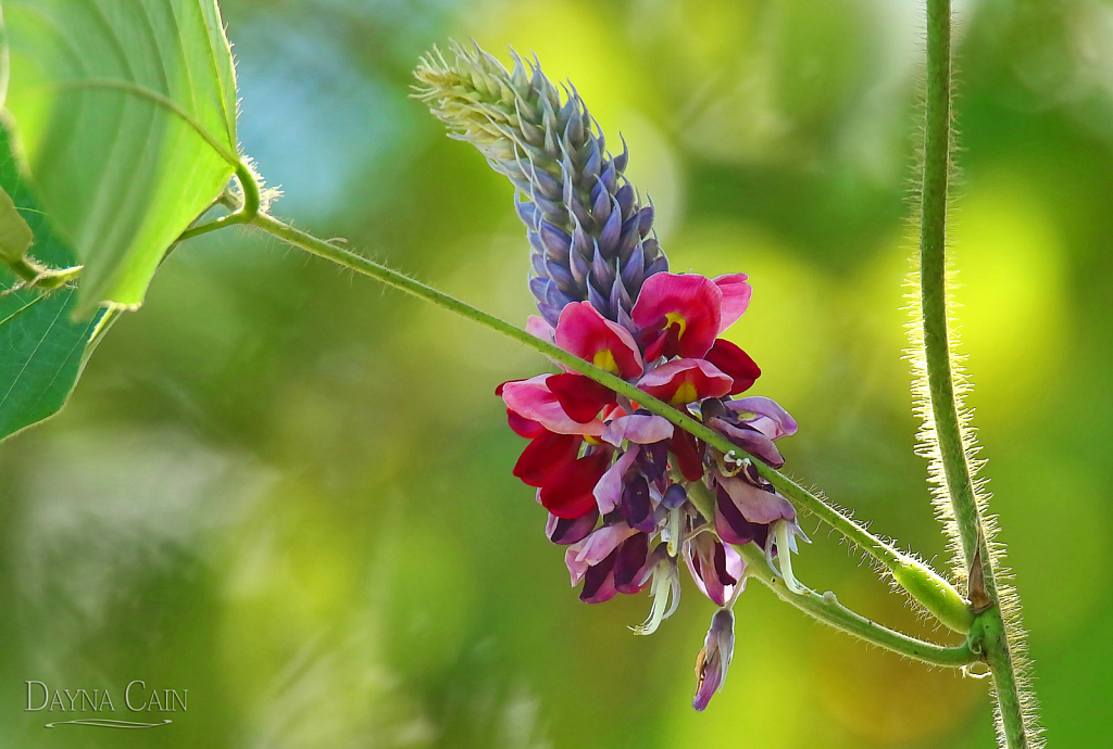 Kudzu Bloom