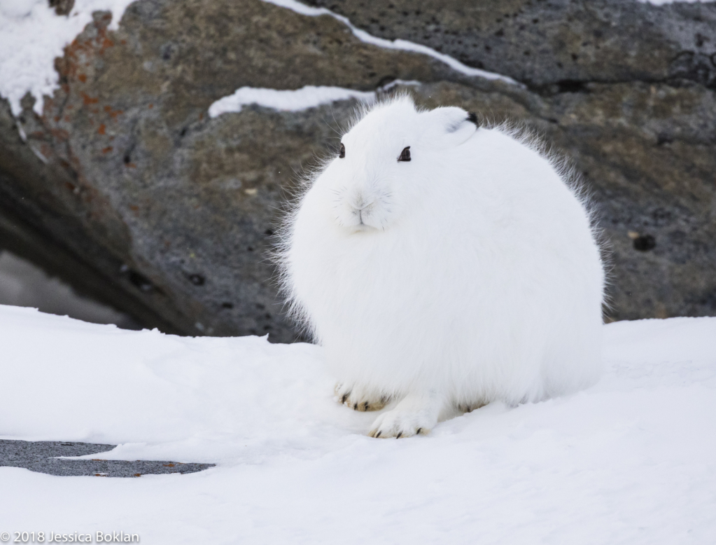 Arctic Hare - ID: 15741321 © Jessica Boklan