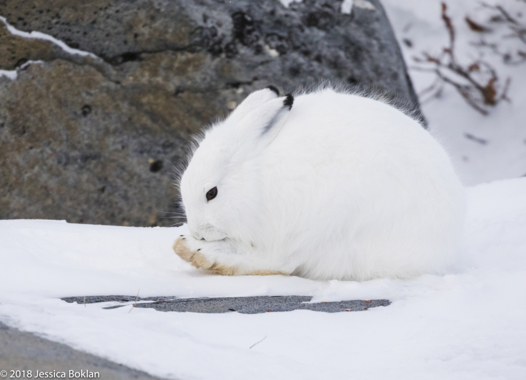 Arctic Hare - ID: 15741323 © Jessica Boklan