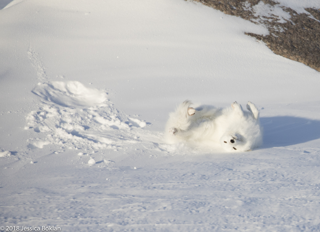Arctic Fox Play - ID: 15741330 © Jessica Boklan