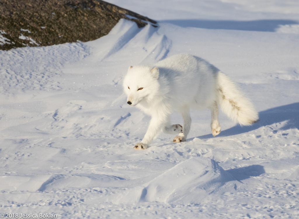 Arctic Fox - ID: 15741331 © Jessica Boklan