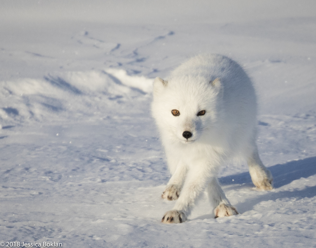Arctic Fox - ID: 15741332 © Jessica Boklan