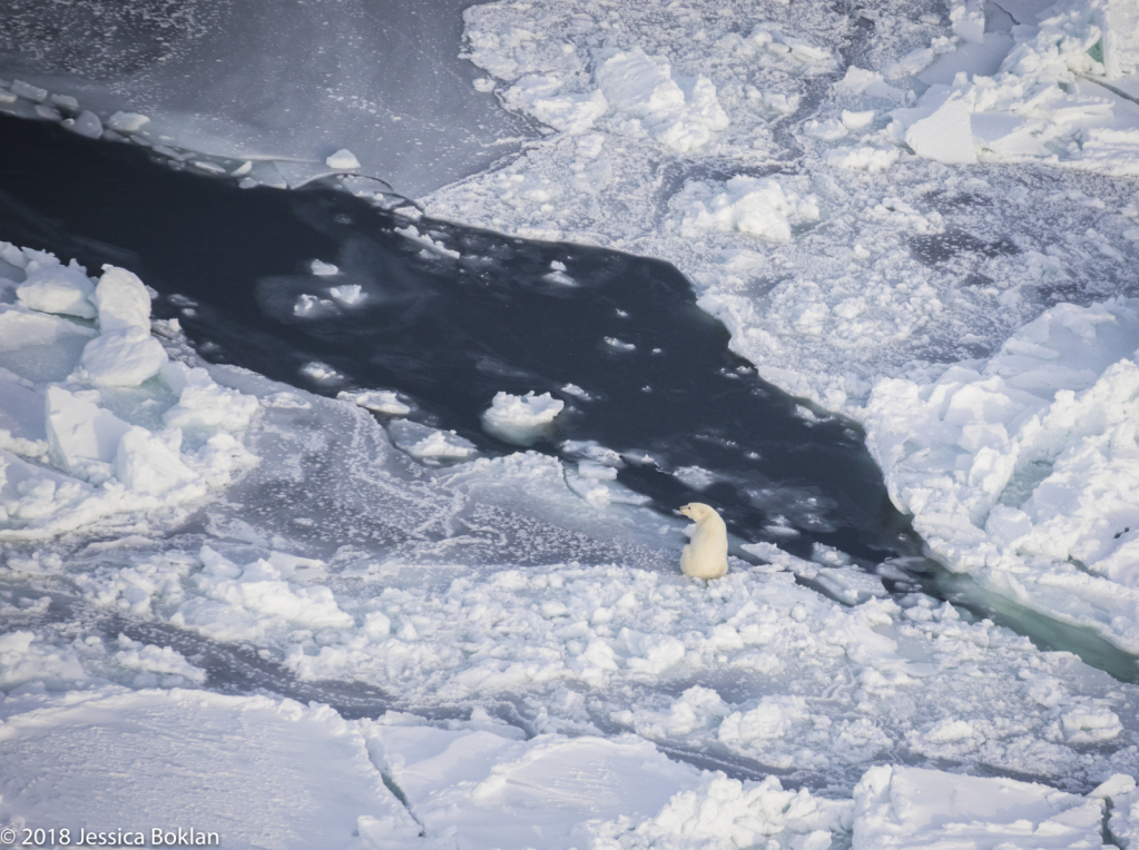 Polar Bear Hunting - ID: 15741335 © Jessica Boklan