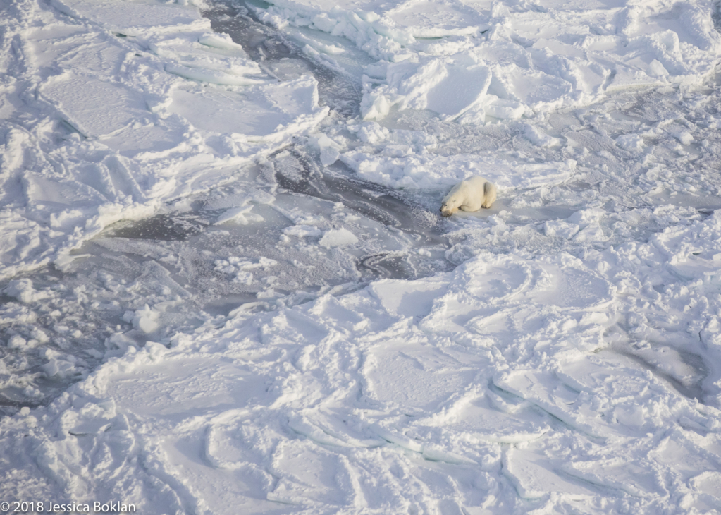 Polar Bear Hunting - ID: 15741336 © Jessica Boklan