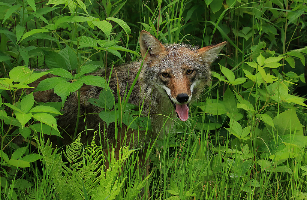 Coyotte Peaking Out