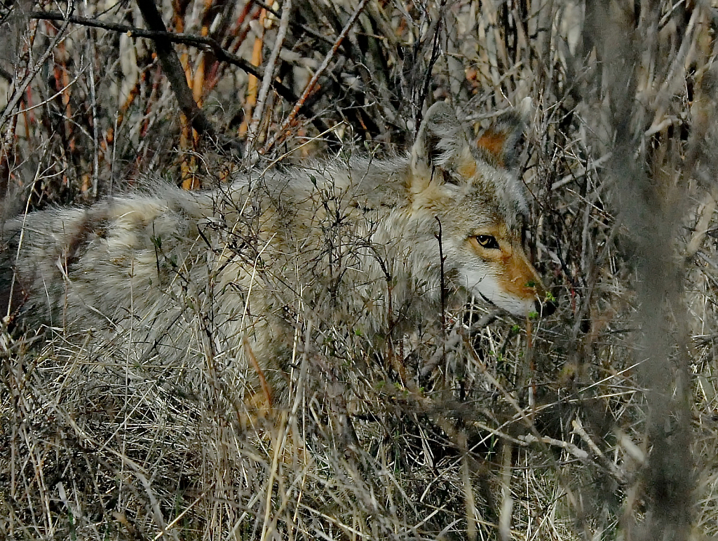 The Stalking Coyote