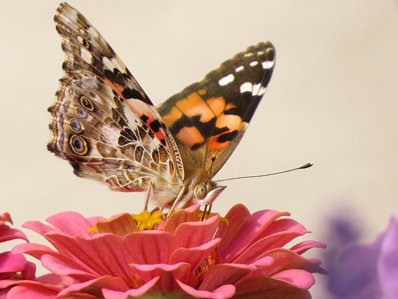 Painted Lady on Zinnia