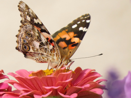 Painted Lady on Zinnia