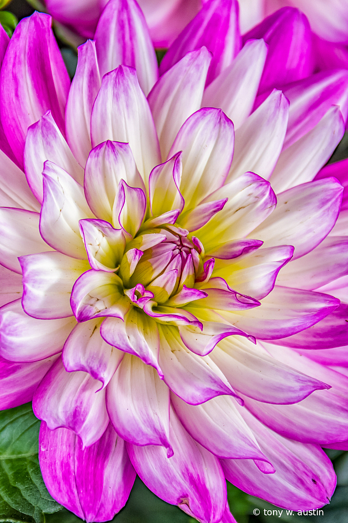 Dahlia