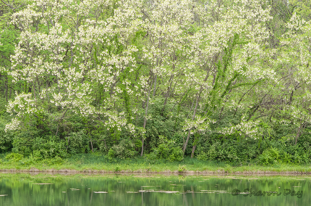 Spring Green