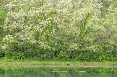 Spring Green