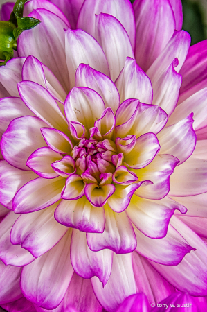 Dahlia 1