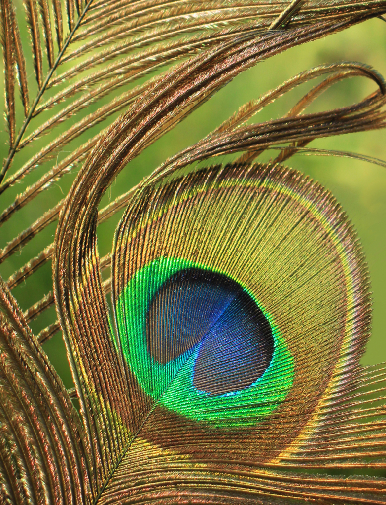 Peacock Feather Detail