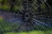 Spider Web