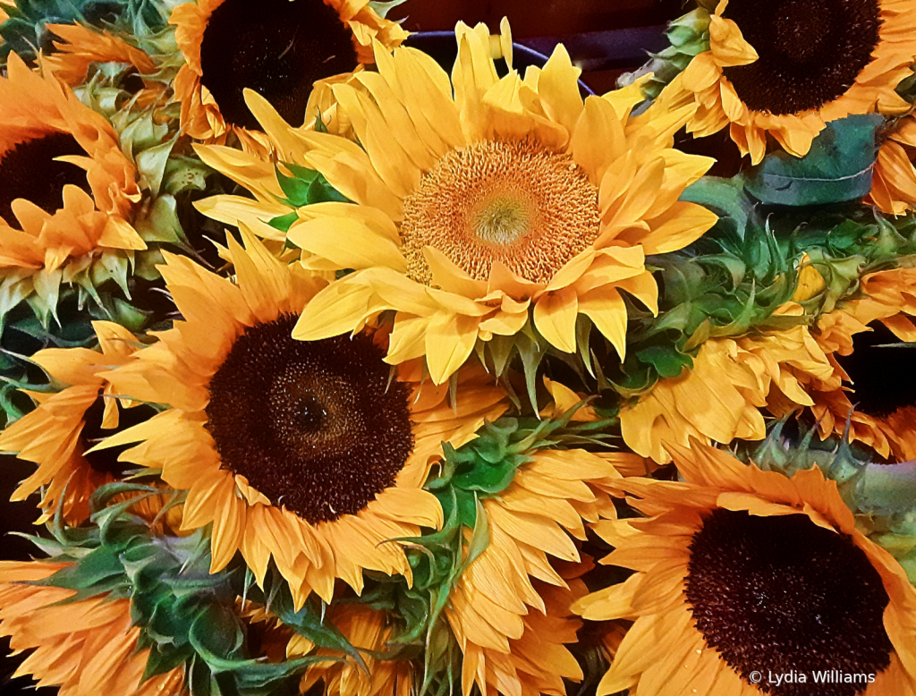 Sunny Faces - ID: 15741667 © Lydia Williams