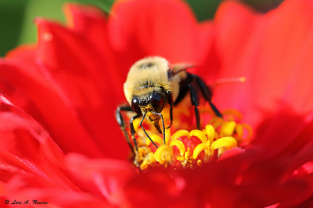 Bee #11