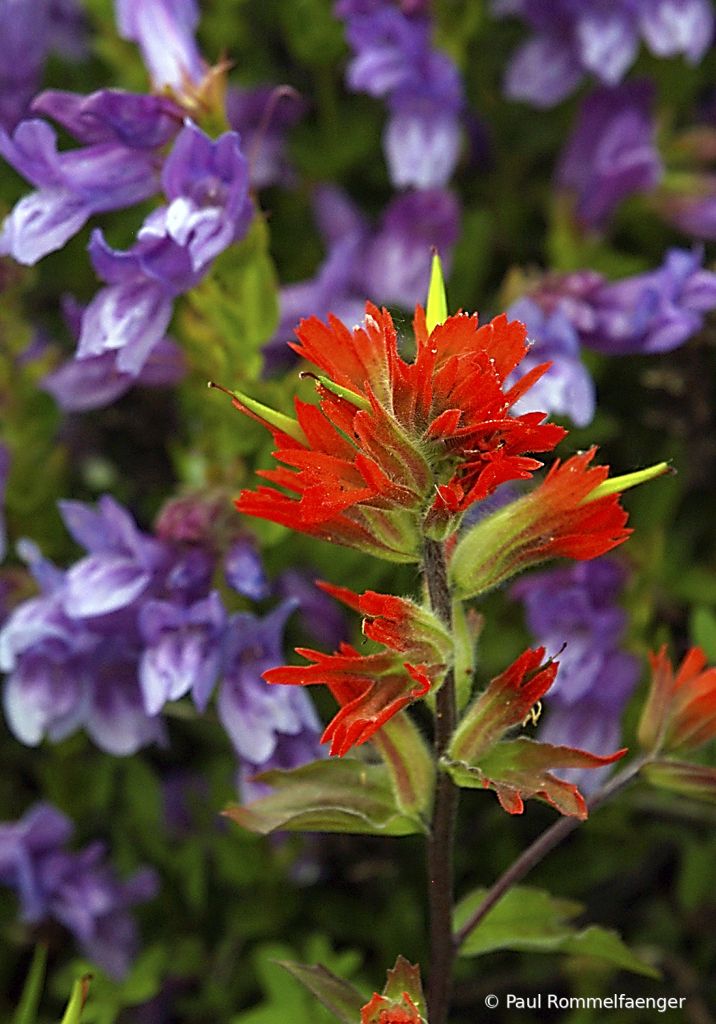 Wildflowers Emerge after 40 Years