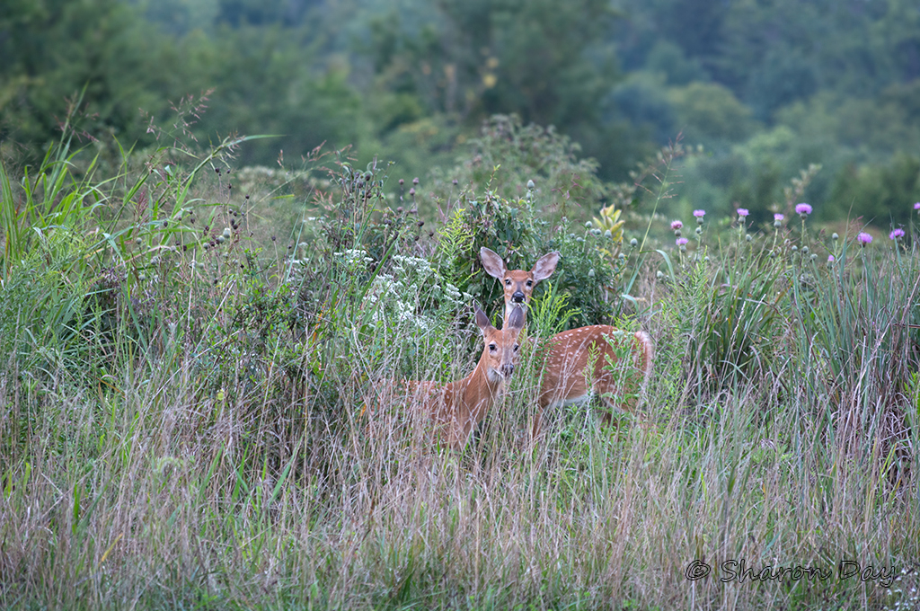 Deer Fawns