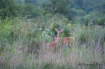 Deer Fawns