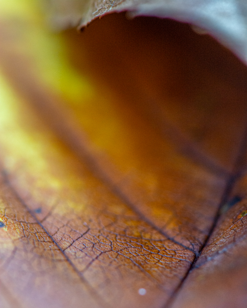 All The Leaves Are Brown