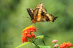 Butterfly Beauty