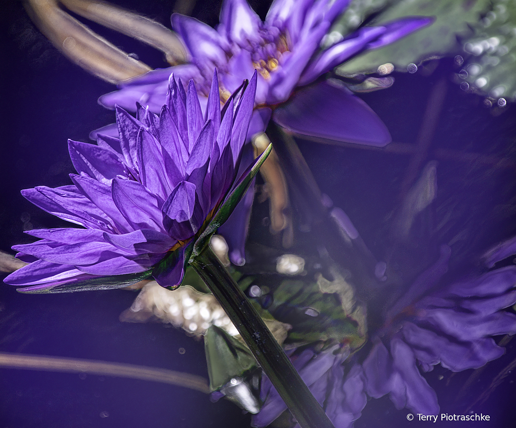 Water Lilies