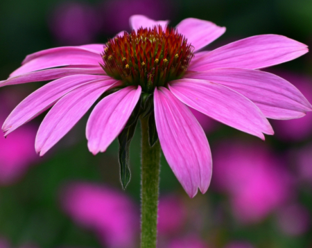 End Of Summer Coneflower