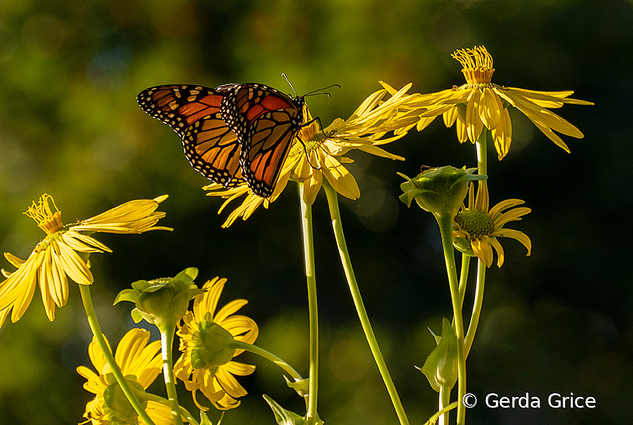 Monarchs Preparing for Their Long Migration