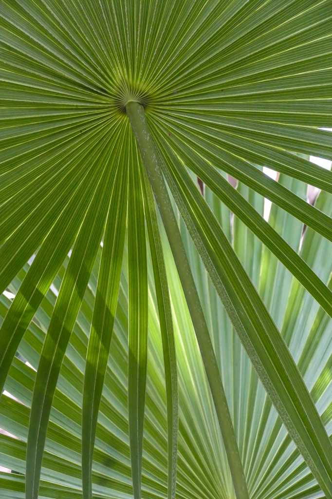 Fern Patterns