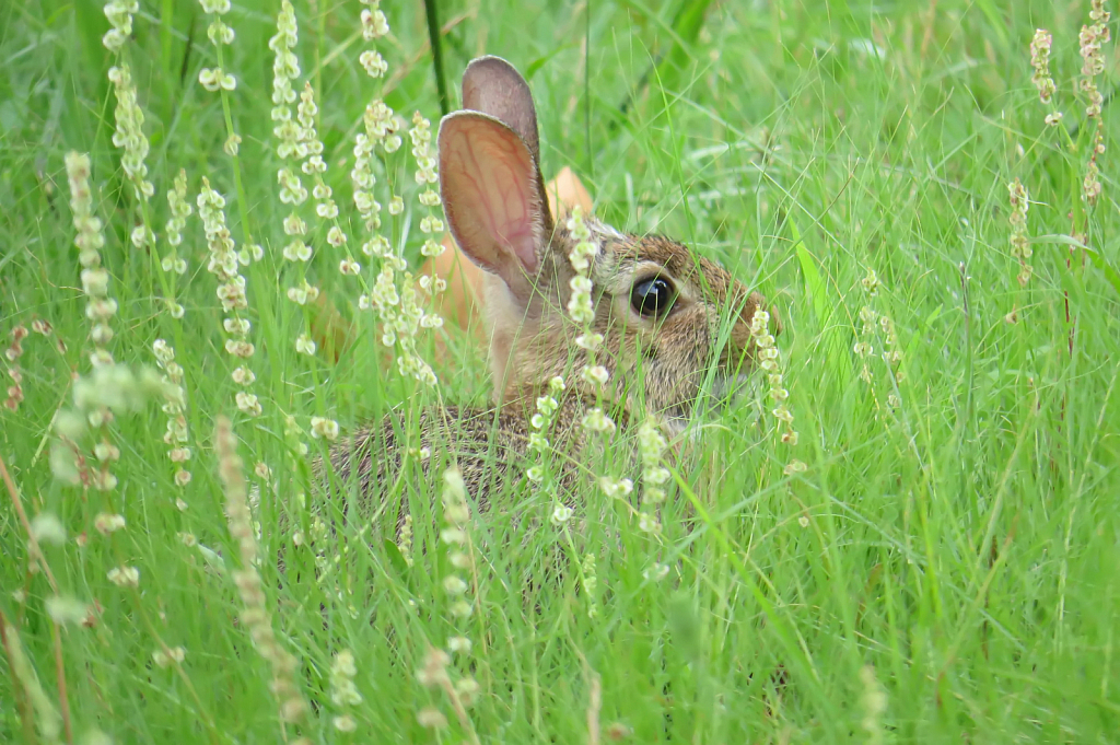 In The Grassy Hideout