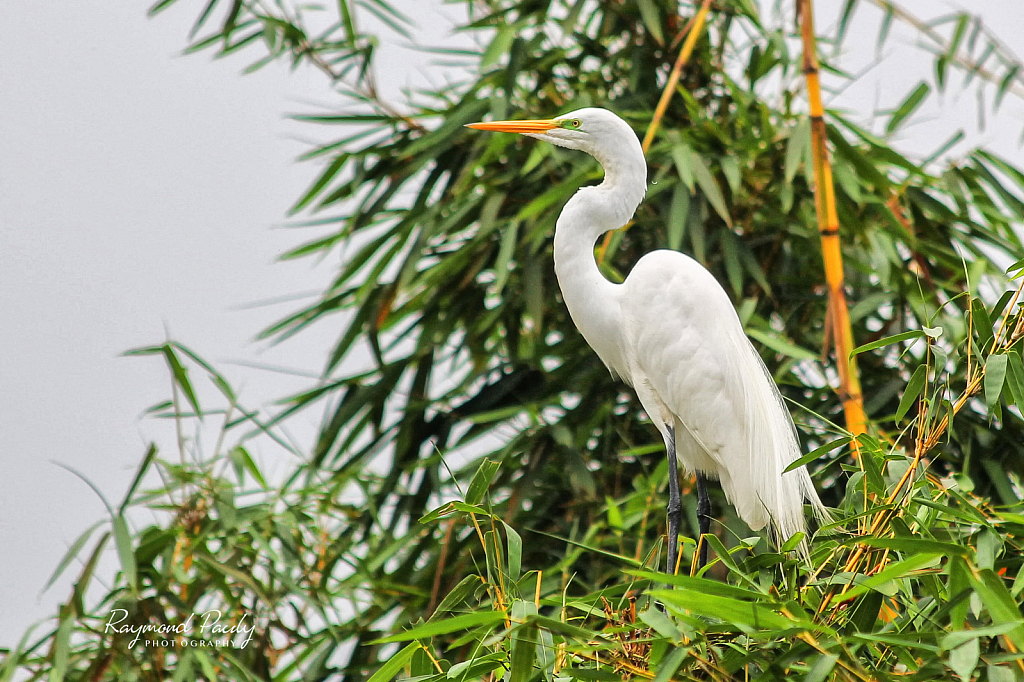 Great White Egret Nesting