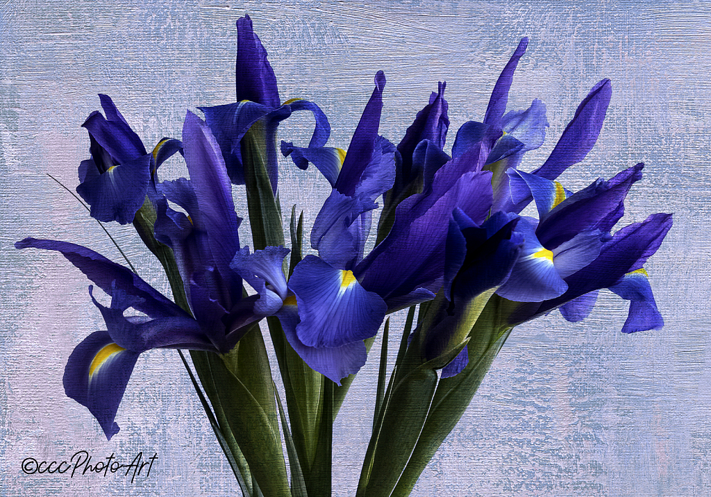 Clear Blue Iris